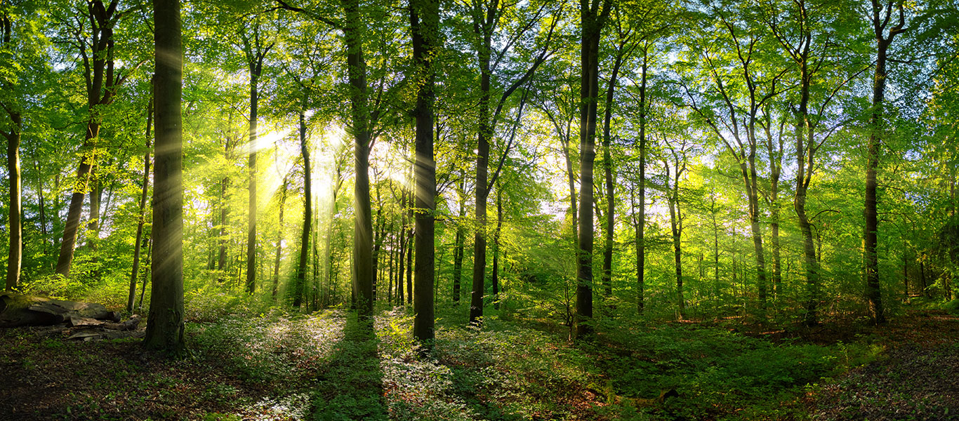 Image of a wood with sun shining through, Abbey Wood Therapy